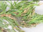 Thuyas - Dépérissement phytophthoréen (Phytophthora citricola)