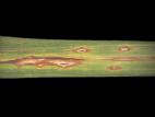 Dracénas - Anthracnose (Colletotrichum sp.)