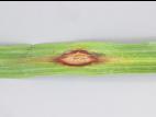 Dracénas - Anthracnose (Colletotrichum sp.)