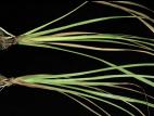  Dracénas - Pourriture fusarienne (Fusarium oxysporum)