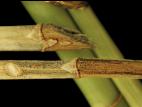 Dracénas - Anthracnose (Colletotrichum sp.)