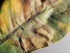 Figuiers - Anthracnose (Colletotrichum gloeosporioides)