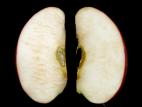 Pomme - Pourriture du cœur (Alternaria alternata)