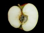 Pomme - Pourriture du cœur (Alternaria alternata)