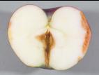 Pomme - Pourriture du cœur (Alternaria alternata)