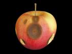 Pomme - Anthracnose (Neofabraea sp.)_1