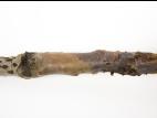 Pomme - Anthracnose (Neofabraea sp.)_5