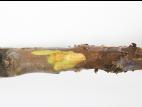 Pomme - Anthracnose (Neofabraea sp.)_6