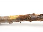 Pomme - Anthracnose (Neofabraea sp.)_7