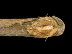 Pomme - Anthracnose (Neofabraea sp.)_8