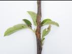 Pomme - Anthracnose (Neofabraea sp.)_16