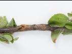 Pomme - Anthracnose (Neofabraea sp.)_19