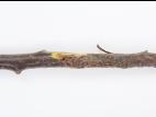 Pomme - Anthracnose (Neofabraea sp.)_21