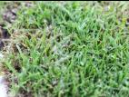 Gazons - Moisissure nivéale rosée (Microdochium nivale)