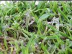 Gazons - Moisissure nivéale rosée (Microdochium nivale)