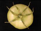 Tomate - Virus de la mosaïque du pépino (PepMV)