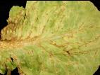 Laitues - Anthracnose (Microdochium panattonianum)