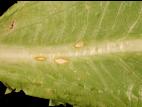 Laitues - Anthracnose (Microdochium panattonianum)