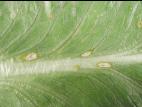 Laitues - Anthracnose (Microdochium panattonianum)