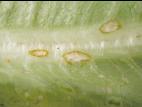 Laitues - Anthracnose (Microdochium panattonianum)