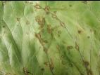 Laitues - Anthracnose (Microdochium panattonianum)