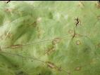 Laitues - Anthracnose (Microdochium panattonianum)