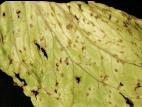 Laitues - Anthracnose (Microdochium panattonianum)