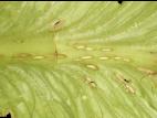 Laitues - Anthracnose (Microdochium panattonianum)