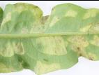 Laitues - Mildiou (Bremia lactucae)