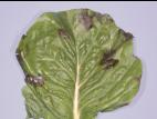 Laitues - Mildiou (Bremia lactucae)