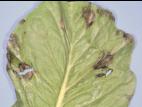 Laitues - Mildiou (Bremia lactucae)