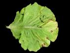 Laitues - Tache septorienne (Septoria lactucae)
