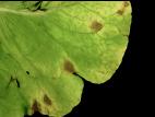 Laitues - Tache septorienne (Septoria lactucae)