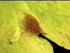 Laitues - Tache septorienne (Septoria lactucae)