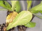 Laitues - Tache septorienne (Septoria lactucae)