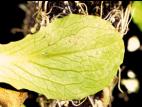 Laitues - Tache septorienne (Septoria lactucae)