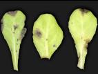 Laitues - Alternariose (Alternaria cichorii)