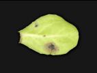 Laitues - Alternariose (Alternaria cichorii)