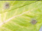 Laitues - Tache cercosporéenne (Cercospora sp.)
