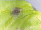 Laitues - Tache cercosporéenne (Cercospora sp.)