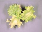 Laitues - Fonte des semis (Pythium sp.)