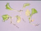Laitues - Fonte des semis (Pythium sp.)