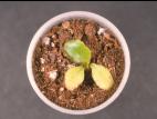 Laitues - Fonte des semis (Pythium sp.)