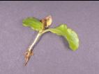 Laitues - Fonte des semis (Pythium sp.)
