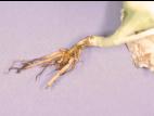 Laitues - Fonte des semis (Pythium sp.)