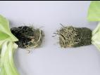 Laitues - Pourriture des racines (Pythium dissotocum)