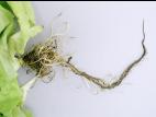 Laitues - Pourriture des racines (Pythium dissotocum)