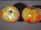 Tomate - Virus de la mosaïque de la tomate (ToMV)