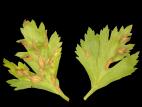 Céleri - Brûlure hâtive (Cercospora apii)
