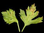 Céleri - Brûlure hâtive (Cercospora apii)